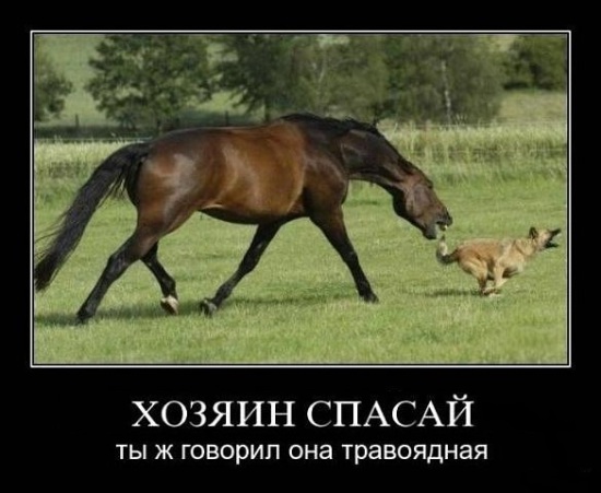 Лошадь хищник ест собаку